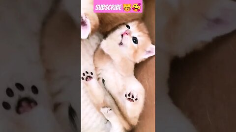 So Cute Cat Baby! in home || 🥰😽 || 57- #shortsfeed #shorts #Short