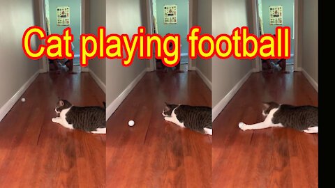 Cat playing football with me