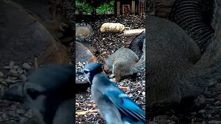 Blue Jay Drops in on Squirrels #birds #nature #shorts