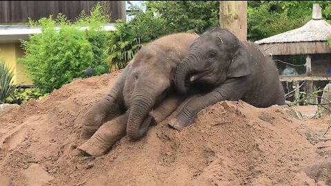 Remarkable elephant baby survives disease to play with sister