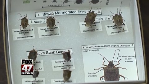 Cold may have killed stink bugs
