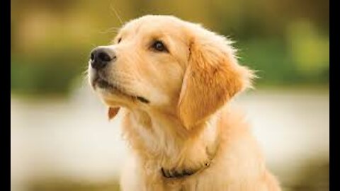 Love Grows A Puppy Raiser Odyssey - Amazing Pets