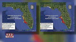 FWC reports significant increase in red tide in Tampa Bay region