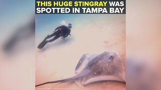 MUST SEE: Scuba divers swim with enormous stingray off Tarpon Springs coast | Taste and See Tampa Bay