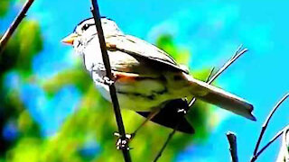 IECV NV #109 - 👀 White Crown Sparrow Singing 6-21-2015