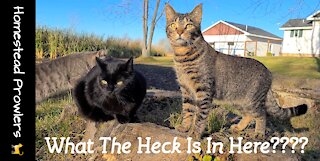 Homestead Cats Are Convinced There's Somethin' In This Stump