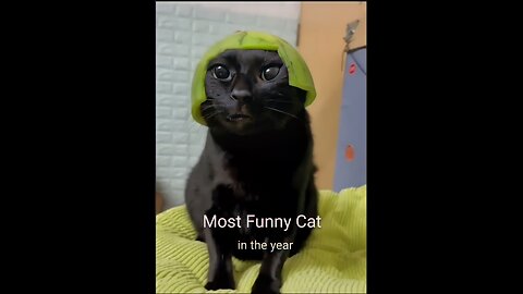 Crazy Animal 🤪 Most funny Cat & dog | in the year📅📅