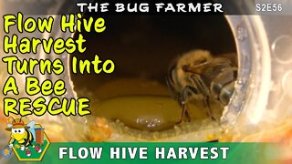 Flow Hive Harvest- The Flow Hive harvest turns into a bee rescue as we drain the Flow Hive.