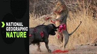 OMG! Buffalo Tortured Lion Catastrophically, Defeat Lion With powerful Stabs With Sharp Horns