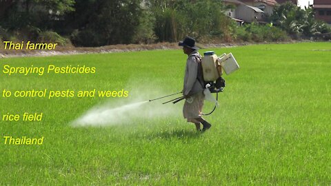 Thai farmer spraying Pesticides to control pests and weeds rice field in Thailand