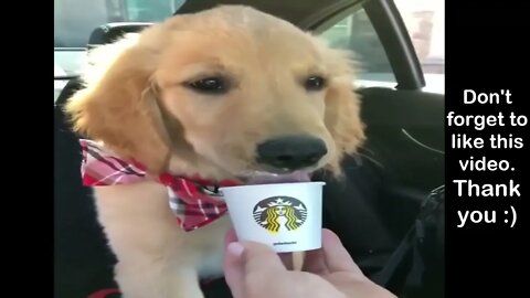 Retrievers+Make+It+Better+ +Funny+Puppy+Videos+2018