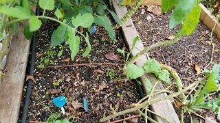 Late Fall Garden Sown Seeds Sprouting - Carrots & Spinach