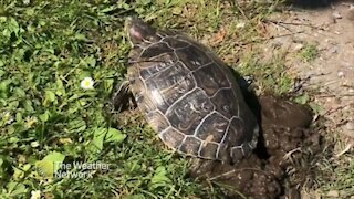 Turtle lays eggs in muddy hole