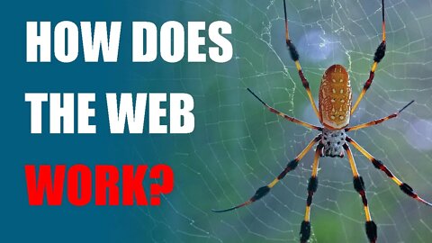 How does the web work? |SPAIDER| |WEB| |INSECT|