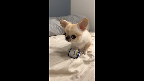 little dog angry reaction 🤬