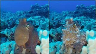 Elektrisk blekksprut sett utenfor Hawaii