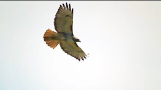 Red-tailed Hawk Close Flight, 4/23/2017