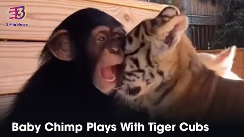 Baby Chimp Plays With Tiger Cubs - 3 Min News