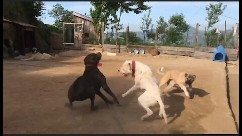 OMG!!! Cane Curso Vs Dog Argentino