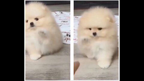 Cute fluffy puppy playing "I've got your nose" with her best friend