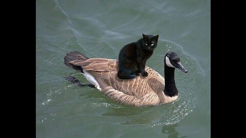 Funny Cat And Duck 2021