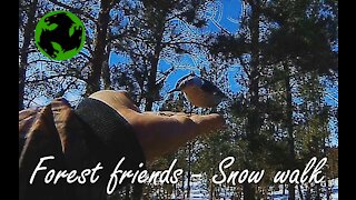 Forest friends find me on a snow walk.