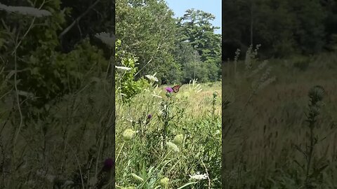 #flowers & a #butterfly