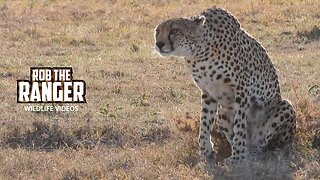 Cheetah Watching Impala | Ol Pejeta | Zebra Plains On Tour