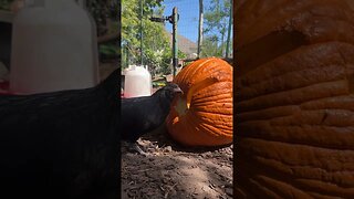 Crow [chicken] Carves a Pumpkin for October!