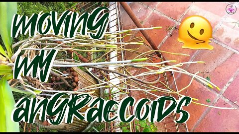 Angraecoids Eye Candy | Angraecoids Roots Clean Pest Prevention | Outdoor 👉🏼 Indoor #ninjaorchids