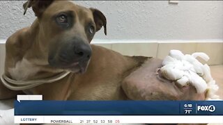 Tortured puppy with tail severed off recovering in Lee County