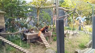 Red Panda at Ueno Zoo Part 2