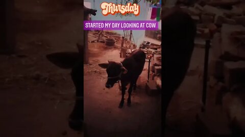 Start my day by first look at 🐄,#shorts, #cow,#animal, #gowmatha,#cowsmakemehappy,#cows,#viral