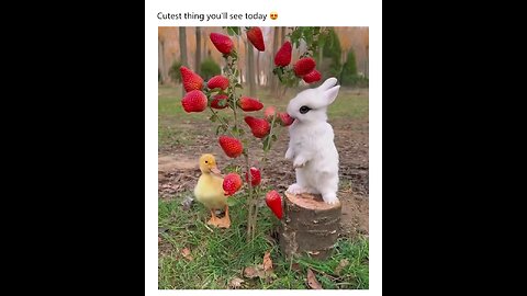 Cute little bunny ❤️🥰🥺