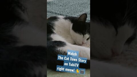 Every Cat has its own personality! 😺🎬 | The Cat Town Story