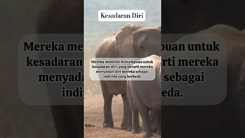 6 Fakta Hewan Gajah #hewan #faktaunik #faktamenarik