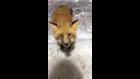 Fox in Northwest Territories walks right up to diamond miners