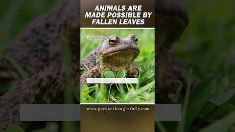 Animals Are Made Possible by Fallen Leaves