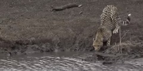 Moment when big cats face to crocodile 🐊