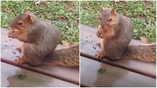 Orava inhoaa, kun sitä kutsutaan lihavaksi!