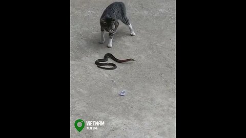 This Cat Defends Home From Snakes! #viralclips #viralvideos