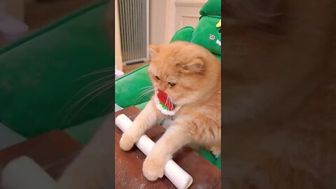 Amazing Funny Cat 😺 #funny #reels #cat #cats #funnyvideo #shortvideo #shortsfeed #viral #comedy #fun