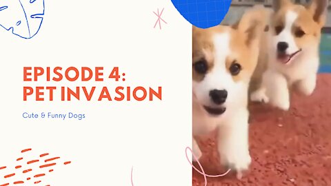 Funny Dogs #4 - Pet Invasion