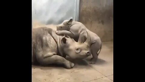 "Hippo Moms: Unveiling the Heartfelt Bond Between Mother and Calf" 🦏🦏🦏