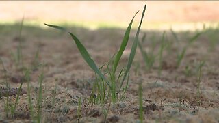 Aurora replacing 20+ acres of traditional grass with water-wise options