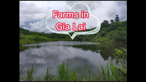 Farms in Gia Lai