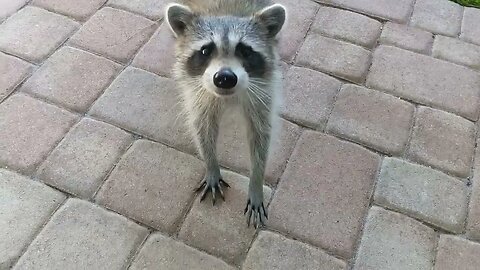 Cute Friendly Racoon, His Name Is Buddy!!!!