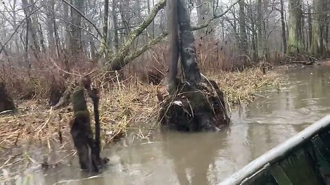 17 MIN RIDE THROUGH THE HISTORIC REELFOOT LAKE CYPRESS TREE FOREST