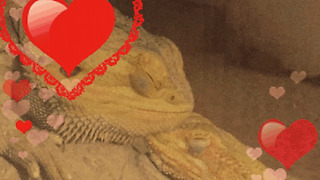 Male & Female Bearded Dragons Go Crazy when Reunited