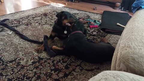 Rottweilers - Faye, The Drama Queen - Notice Lil' Eddie With A Quick Glance "We Still On?"